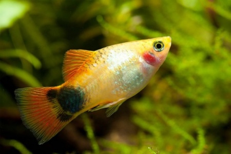 Пецилия солнечная Микки Маус  (Xiphophorus maculatus sunburst Mickey Mouse Platy)