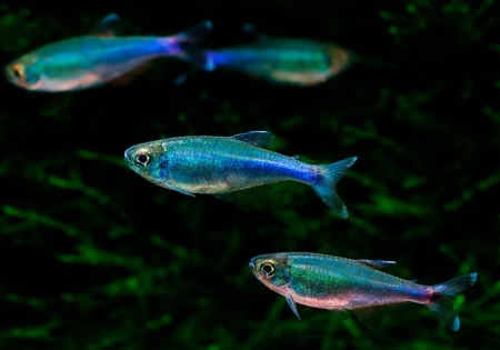 Боелка фредкоха или тетра голубая (Boehlkea fredcochui. Blue Tetra)