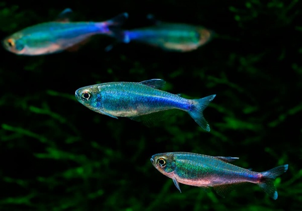 Боелка фредкоха или тетра голубая (Boehlkea fredcochui. Blue Tetra)