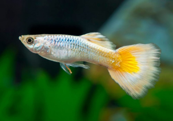 Гуппи берлинский желтохвостый (Guppy German Yellow Tail)