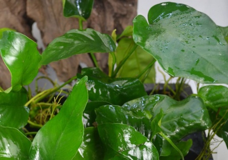Анубиас Бартера карликовый (Anubias barteri var nana)