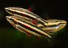 Нанностомус Маргинатус карликовый (Nannostomus marginatus)