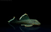 Номерной сом L047  Барианциструс Магнум (Baryancistrus chrysolomus L047)