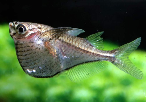 Клинобрюшка обыкновенная (Gasteropelecus sternicla)