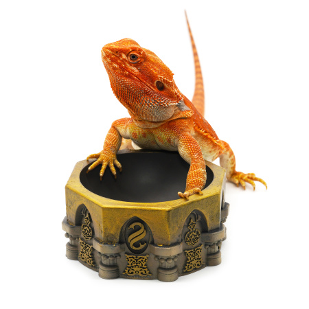 Поилка круглая из искусственного камня  Scaled Pensieve Drinking Bowl (Омут памяти) 12 см