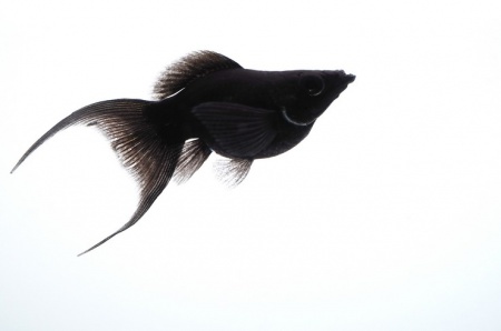 Моллинезия черная баллон (Poecilia sphenops black Molly balloon)