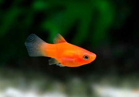 Пецилия красная (Xiphophorus maculatus red Platy)
