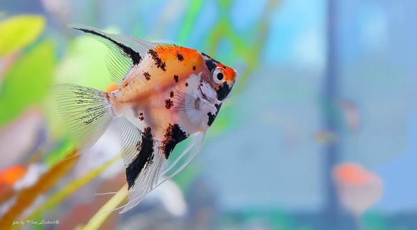 Скалярия Кои (pterophyllum koi)