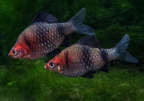 Барбус черный (Barbus nigrofasciatus)