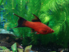 Меченосец Берлинский вильчатый (Xiphophorus helleri Red Lyretail wagtail Sword)