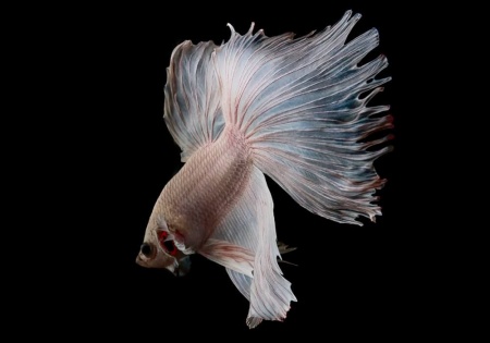 Петушок Супер Дельта белый самец (betta-MALE super-delta-white-)