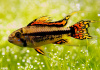 Цихлида Апистограмма Какаду (apistogramma-cacatuoides)