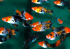 Меченосец Геллера кои ситец (Xiphophorus helleri Calico Koi)