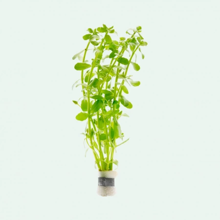 Бакопа Монье (Bacopa monnieri)