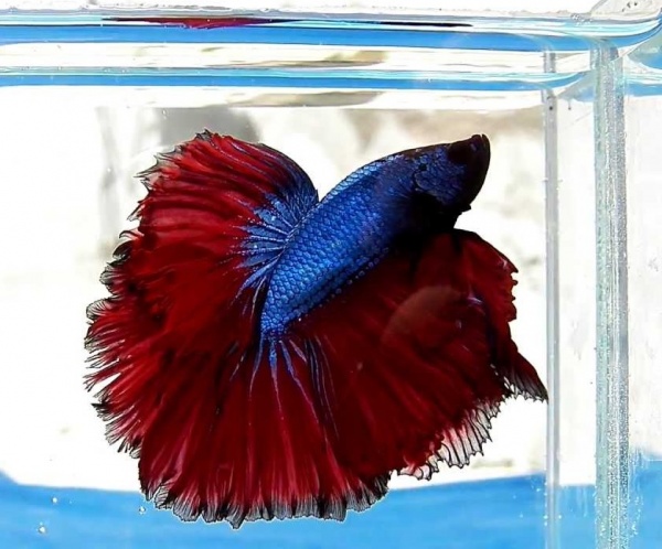 Петушок Халф Мун сине красный самец (Betta male Halfmoon bicolor red blue)