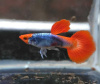 Гуппи Кои красная шапочка  (Guppy Koi RED Tuxedo) САМЕЦ