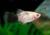 Пецилия панда (Xiphophorus maculatus panda Platy)