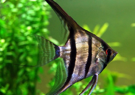 Скалярия Зебра бриллиантовая (pterophyllum zebra Diamond)