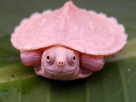 Черепаха Красноухая альбинос (лат. Trachemys scripta)