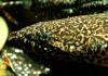 Полиптерус Орнатипиннис (Polypterus ornatipinnis) 15-16 см