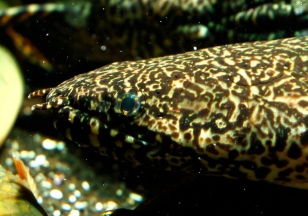 Полиптерус Орнатипиннис (Polypterus ornatipinnis) 15-16 см