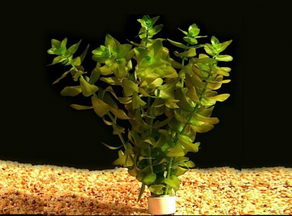 Бакопа каролинская (Bacopa caroliniana)