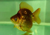 Риукин коричневый (Goldfish Ryukin brown)