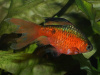 Барбус огненный (Barbus conchonius) 5-6см