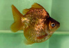 Риукин коричневый (Goldfish Ryukin brown)