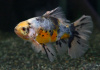 Золотая рыбка Шубункин бристольский ситцевый (Goldfish Bristol Shubunkin calico)