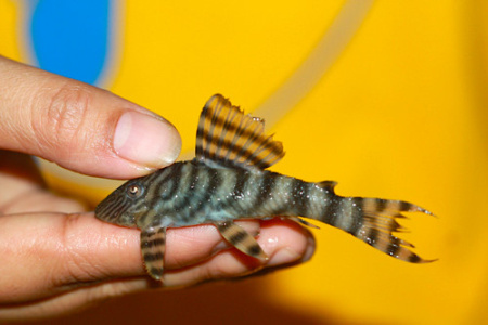 Номерной сом L002 / L074 (Peckoltia vermiculata/TIGER) 3,5 см