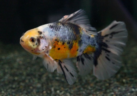 Золотая рыбка Шубункин бристольский ситцевый (Goldfish Bristol Shubunkin calico)