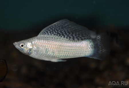 Моллинезия снежинка парусная (Poecilia velifera Silver lyretail Molly)