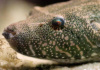 Тетрадон Свинорылый (Tetraodon suvattii)