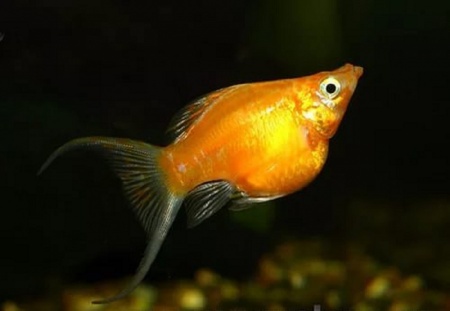 Моллинезия оранжевый баллон (Poecilia sphenops orange Molly balloon)