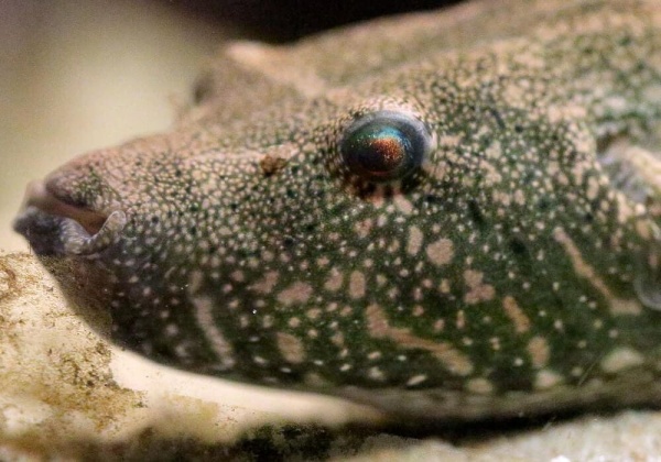 Тетрадон Свинорылый (Tetraodon suvattii)