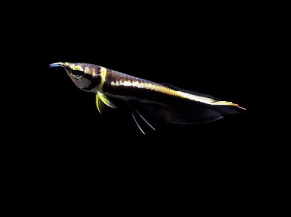 Арована Черная (Osteoglossum ferreirai) 25-30см