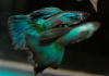 Гуппи синий неон (Poecilia reticulata neon blue)