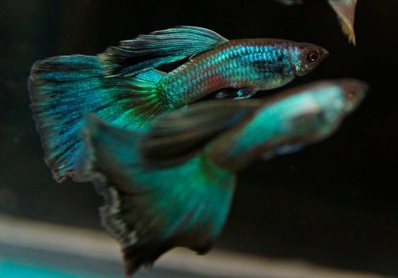 Гуппи синий неон (Poecilia reticulata neon blue)