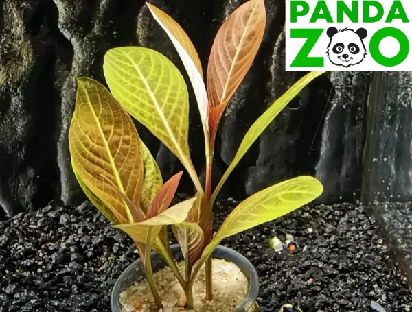 Гигрофила зеленая оливка ( Hygrophila sp. Green Olive )