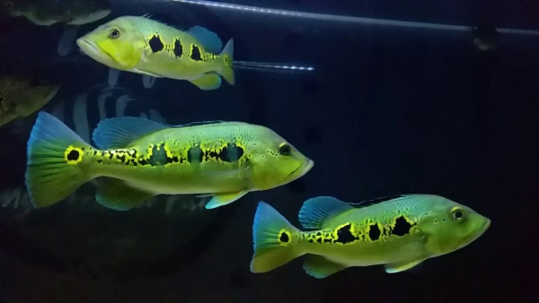 ЦИХЛА ОРИНОКО (Cichla orinocensis) 4-4,5 см