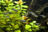 Неон чёрный (Hyphessobrycon herbertaxelrodi)