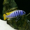 Цихлида Элонгатус псевдотрофеус Мпанга (pseudotropheus elongatus mpanga)