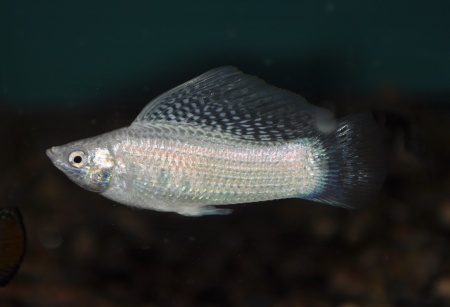 Моллинезия снежинка парусная (Poecilia velifera Silver lyretail Molly)