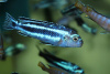 Цихлида Меланохромис Майнгано (Pseudotropheus cyaneorhabdos)