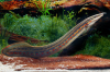 Мастацембел Краснополосый (Mastacembelus Erithrothaenia)  7-8 см