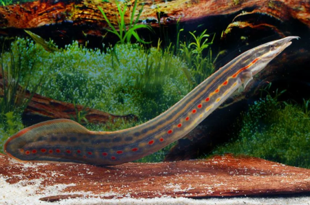 Мастацембел Краснополосый (Mastacembelus Erithrothaenia)  7-8 см