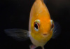 Цихлида Апистограмма Рамирези золотая (apistogramma ramirezi var-gold)