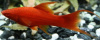 Меченосец Геллера красный лирохвостый (Xiphophorus helleri Red Lyretail)