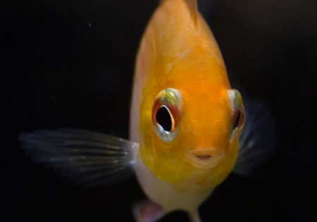 Цихлида Апистограмма Рамирези золотая (apistogramma ramirezi var-gold)